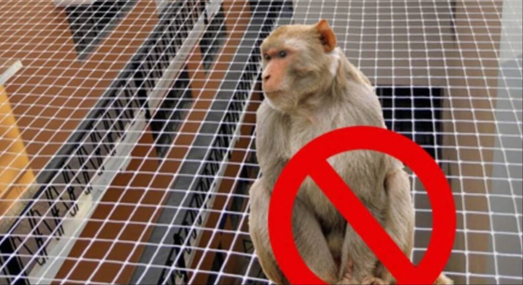 Installation Of Monkey Safety Nets In Chennai By Pigeon Safety Nets In Chennai